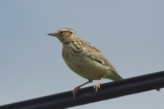 Lullula arborea