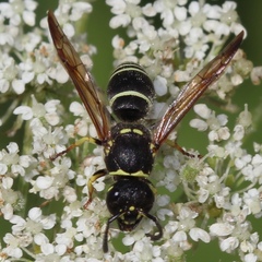Ancistrocerus catskill
