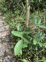 Uraria crinita