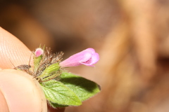 Clinopodium vulgare