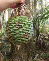 Araucaria columnaris