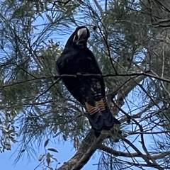 Calyptorhynchus lathami