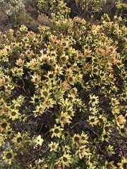 Leucadendron modestum