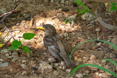 Passer domesticus