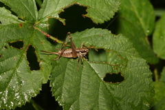 Pachytrachis gracilis