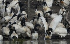 Threskiornis molucca