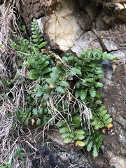 Asplenium difforme