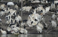 Threskiornis molucca