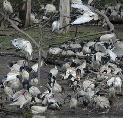 Threskiornis molucca