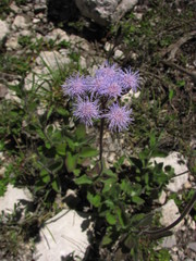 Ageratum tomentosum