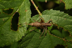 Pachytrachis gracilis
