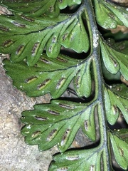 Asplenium difforme