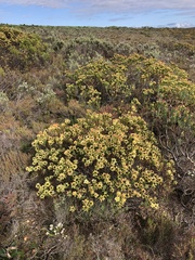 Leucadendron modestum