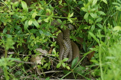 Hierophis viridiflavus