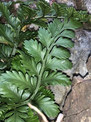 Asplenium difforme
