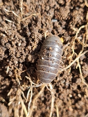 Armadillidium vulgare