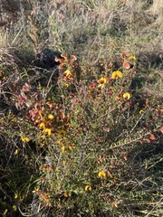 Bossiaea cinerea