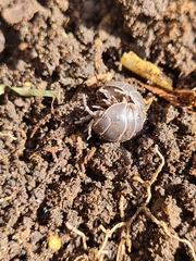 Armadillidium vulgare