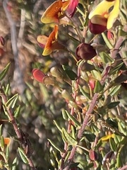 Bossiaea cinerea