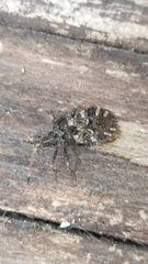 Centrocoris variegatus