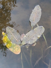 Sagittaria natans