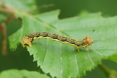 Erannis defoliaria