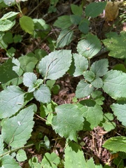 Lamium galeobdolon