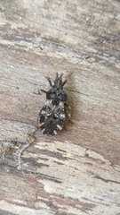 Centrocoris variegatus