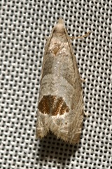 Notocelia uddmanniana