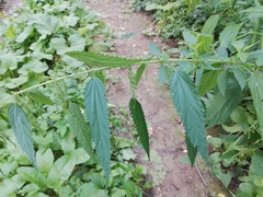 Urtica galeopsifolia
