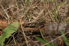 Calliptamus italicus