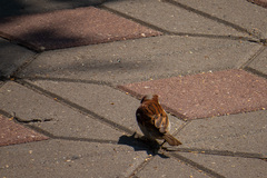 Passer domesticus