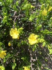 Hibbertia spicata