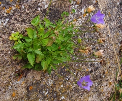 Campanula carpatica