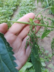 Urtica galeopsifolia