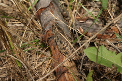 Calliptamus italicus