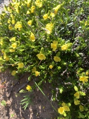Hibbertia spicata