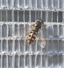 Melangyna viridiceps