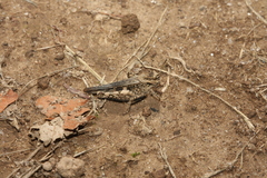 Acrotylus insubricus