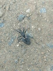 Acanthaspis cincticrus