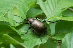 Calosoma inquisitor