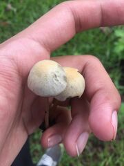 Panaeolus cyanescens