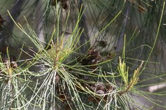 Acanthiza reguloides