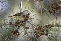 Acanthiza reguloides