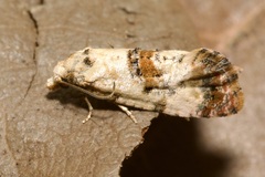 Neocochylis hybridella