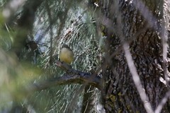 Acanthiza reguloides