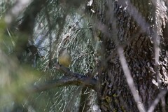 Acanthiza reguloides