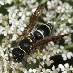 Ancistrocerus catskill