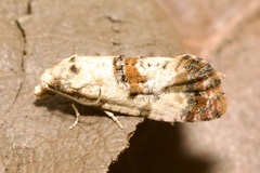 Neocochylis hybridella