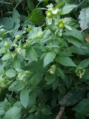 Silene baccifera